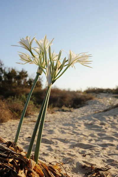 Grande flor branca Pancratium maritimum — Fotografia de Stock