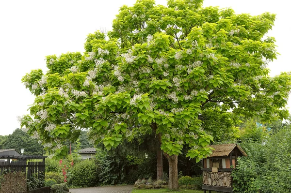 Catalpa Bignonioides, árbol con grandes flores blancas — Foto de Stock