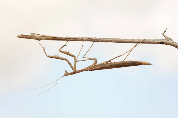 Kis mantis egy ág — Stock Fotó