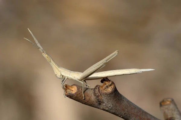 Acrida zbliżenie na gałęzi — Zdjęcie stockowe