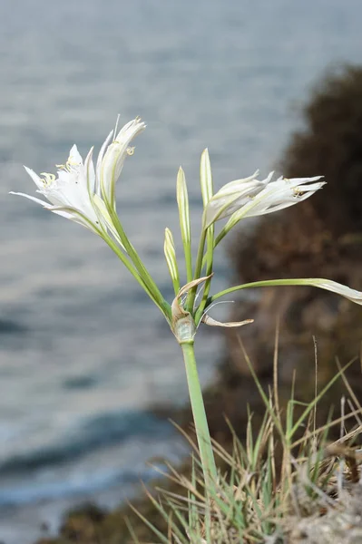 Stor vit blomma Pancratium maritimum — Stockfoto