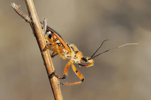 Bug su un ramo — Foto Stock