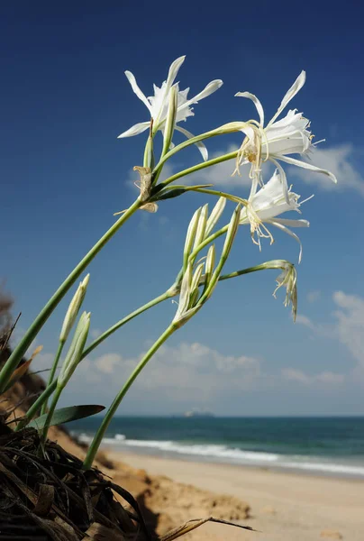 Fiore Pancratium maritimum — Foto Stock