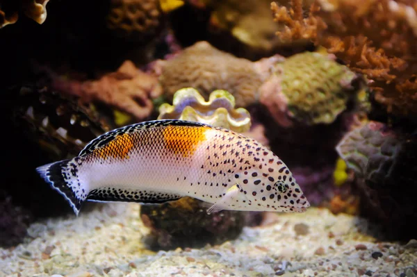 Fisk i Röda havet. — Stockfoto