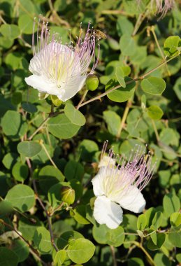 Lionfish kırmızı deniz.