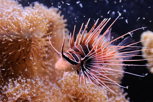 Lionfish över Röda havet. — Stockfoto