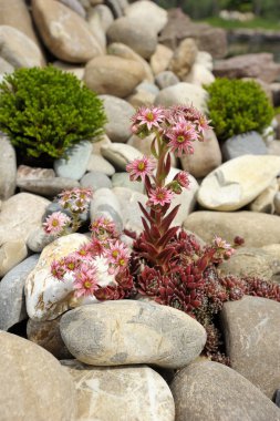 Sempervivum taşlar arasında