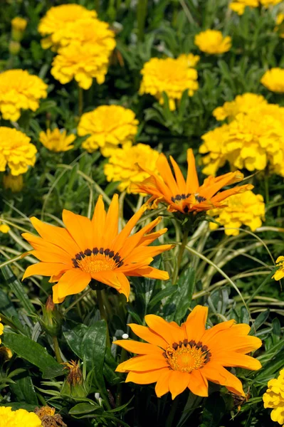 Gazania im Blumenbeet — Stockfoto