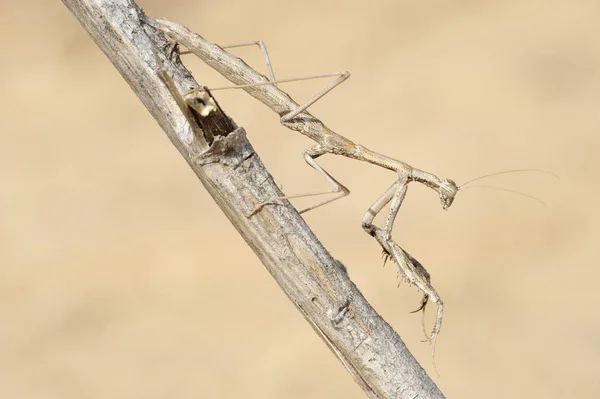 树枝上的小螳螂 — 图库照片