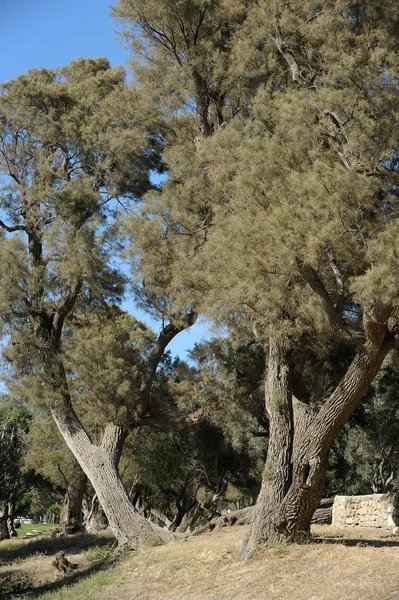 Park Aszkelon w Izraelu — Zdjęcie stockowe