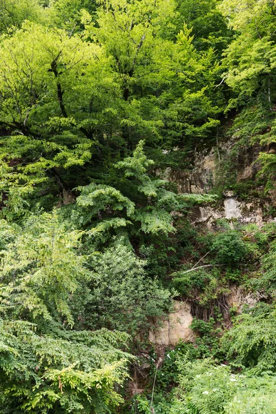 Berg-slutta bevuxen med växter — Stockfoto