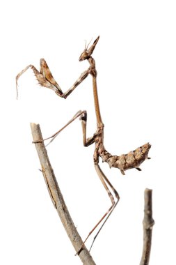 izole dal, küçük peygamber devesi