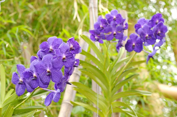 Grandes flores de orquídea violeta — Fotografia de Stock
