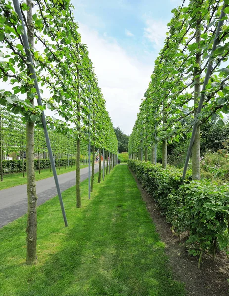 Crown of fruit trees on trellis