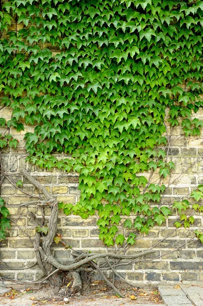 Liście winogron, ściany pokryte — Zdjęcie stockowe