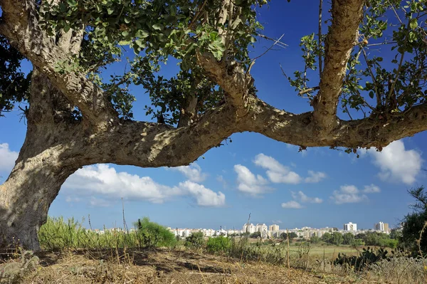 Tierra residual cerca de la ciudad — Foto de Stock