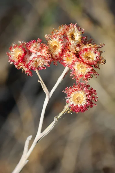 Dry bright red plants — Stock Photo, Image