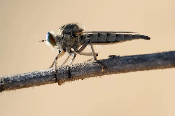 小枝の asilidae — ストック写真