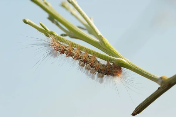 İsrail - tüylü caterpillar doğası — Stok fotoğraf