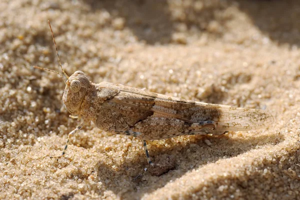 Grasshopper  on the sand — Stock Photo, Image