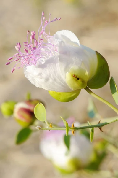 Capparis spinosa (capperi ) — Foto Stock