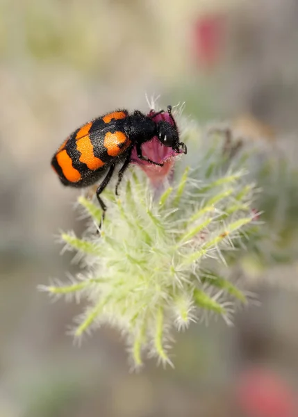 Closeup Meloidae beetle — Stock Photo, Image