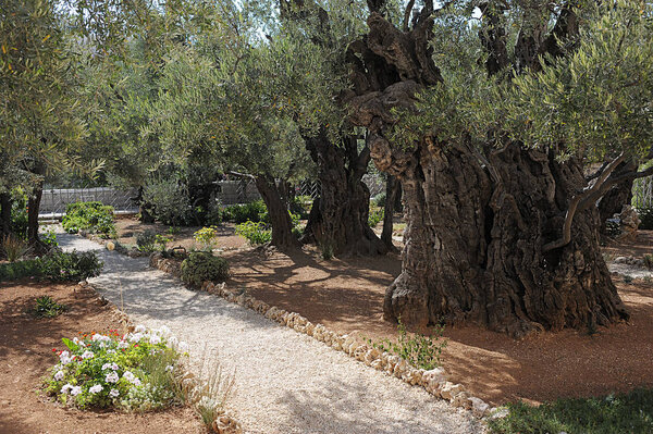 Garden of Gethsemane in Jerusalem