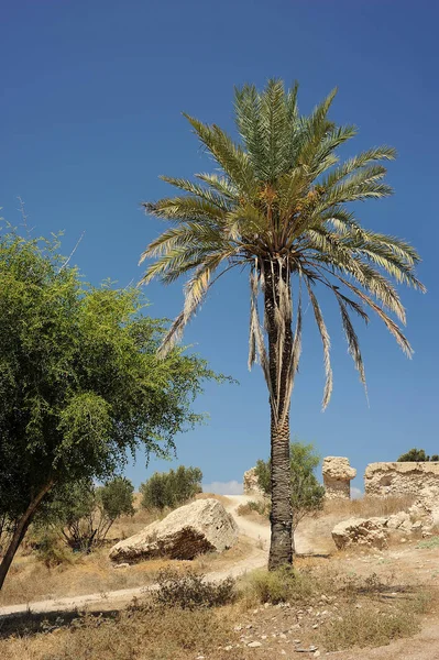 Park av Ashkelon i Israel — Stockfoto
