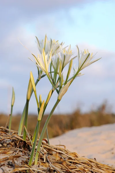 큰 흰 꽃 Pancratium maritimum — 스톡 사진
