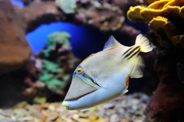 Picasso Triggerfish di Laut Merah — Stok Foto