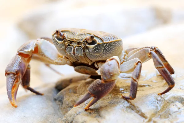 Sötvatten mark krabba — Stockfoto