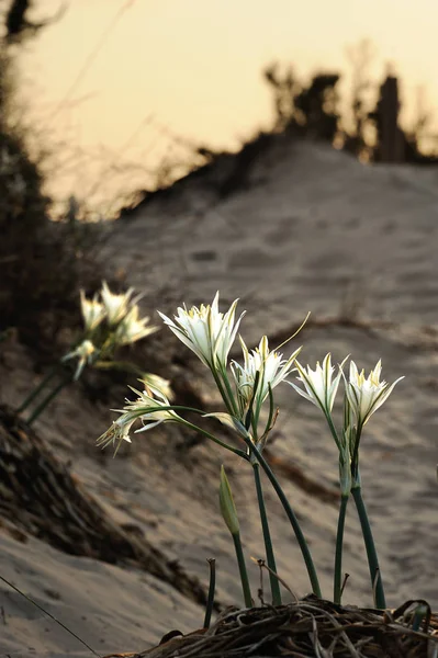 Large white flower Pancratium maritimum — Stock Photo, Image