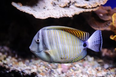 Red Sea'deki/daki butterflyfish