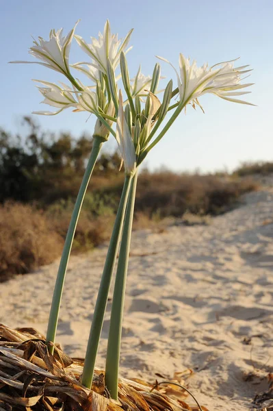 Grande flor branca Pancratium maritimum — Fotografia de Stock