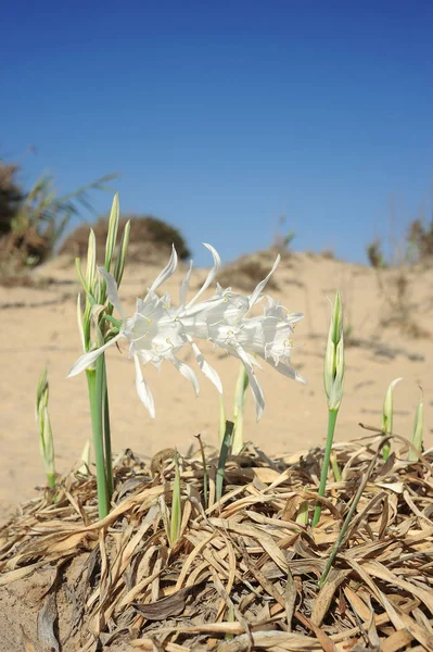 Grande flor branca Pancratium maritimum — Fotografia de Stock