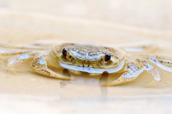 Cangrejo de agua dulce — Foto de Stock