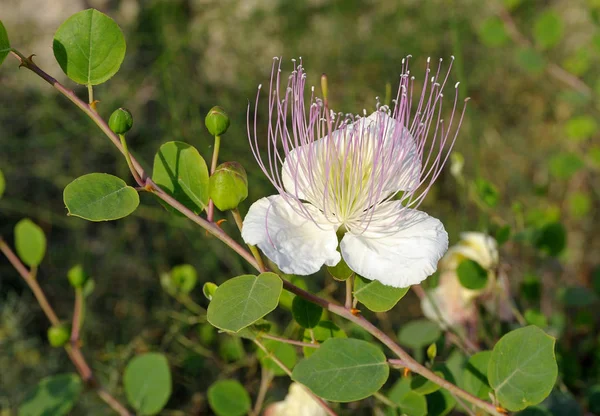 Blüte und Knospen Kapern — Stockfoto