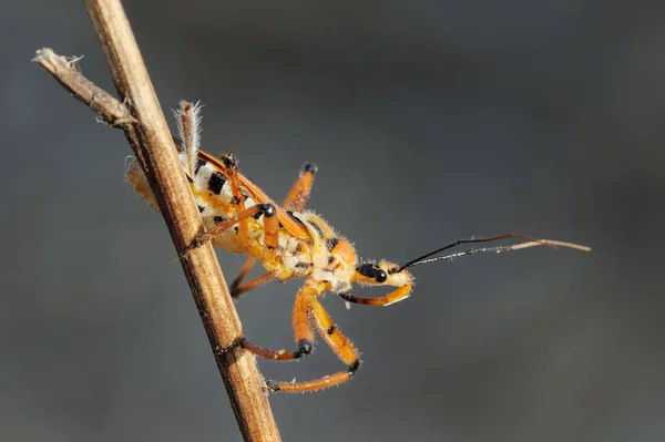 Bug sur une branche — Photo