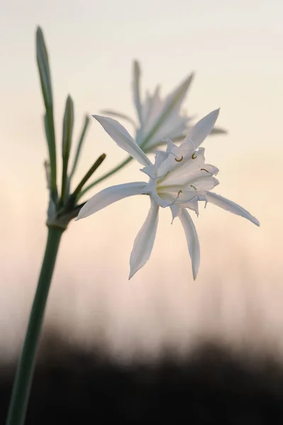 Stor vit blomma Pancratium maritimum — Stockfoto