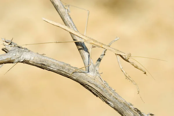 枝に小さなカマキリ — ストック写真