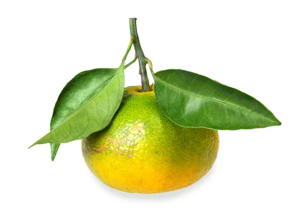 One full fruit of yellow tangerine with several green leafs — Φωτογραφία Αρχείου