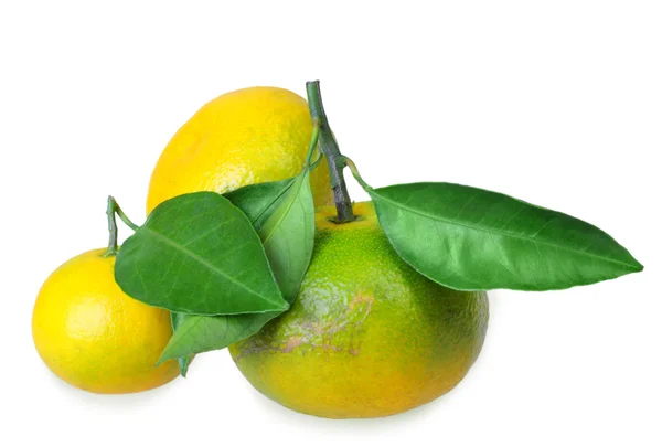 Tres frutos completos de mandarinas amarillas con varias hojas verdes —  Fotos de Stock