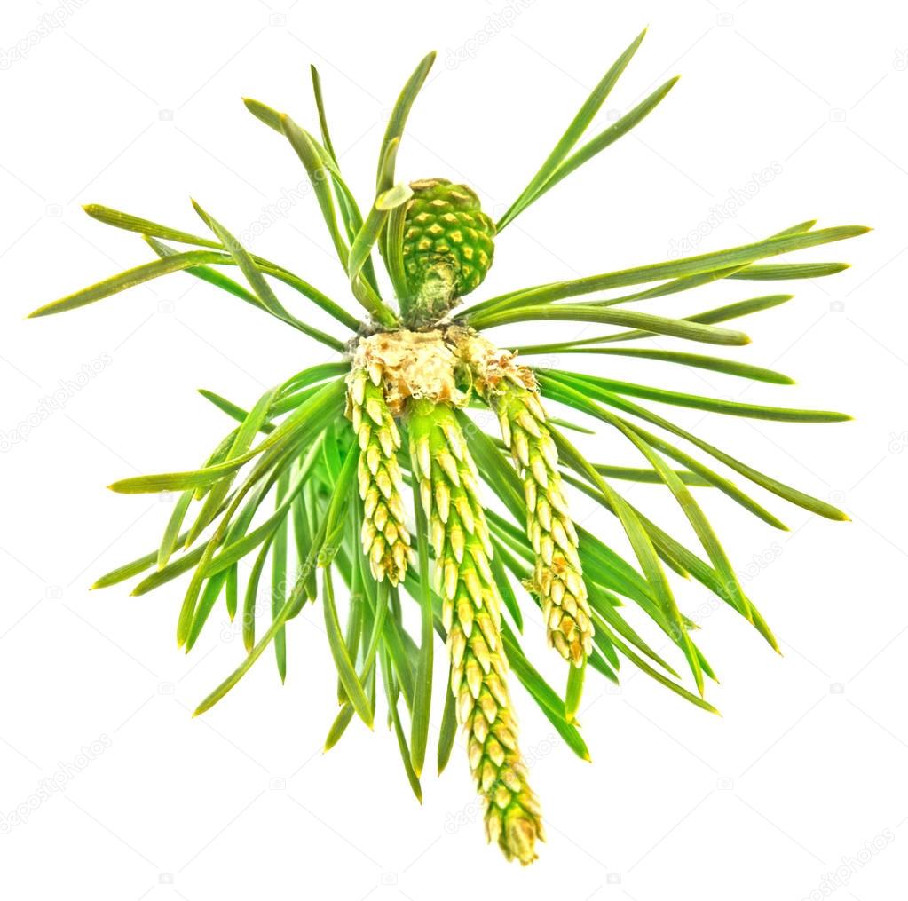 Fir tree branch with a fresh new cones isolated on white.