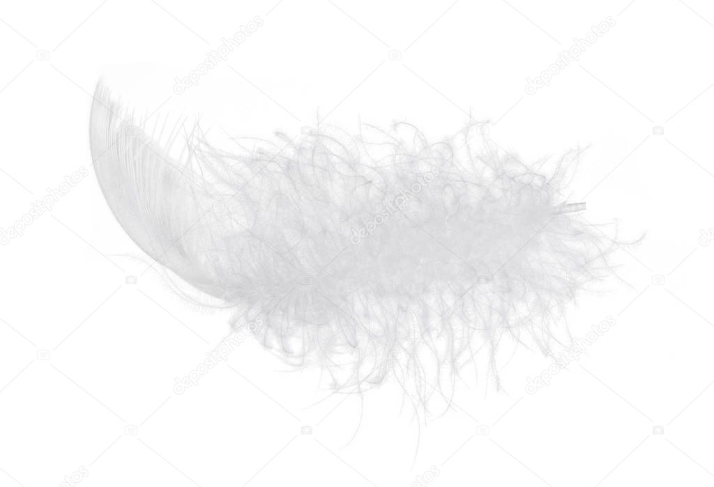 Light fluffy feather isolated on white background.