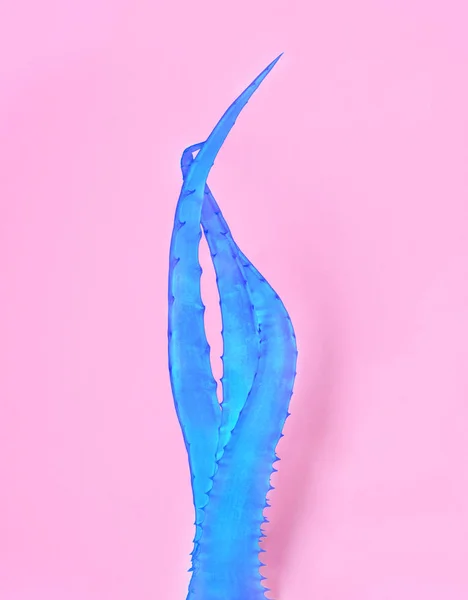 Blauwe Aloë Vera Roze Papieren Achtergrond Trendy Minimale Pop Art — Stockfoto