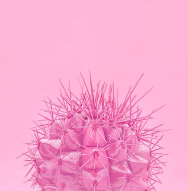 Kağıt arka plan üzerinde tropikal moda pembe kaktüs. Modaya uygun en az pop sanat stil ve renkleri.