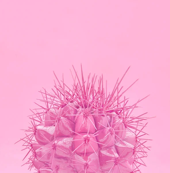 Tropische Mode Rosa Kaktus Auf Papier Hintergrund Trendiger Minimal Pop — Stockfoto