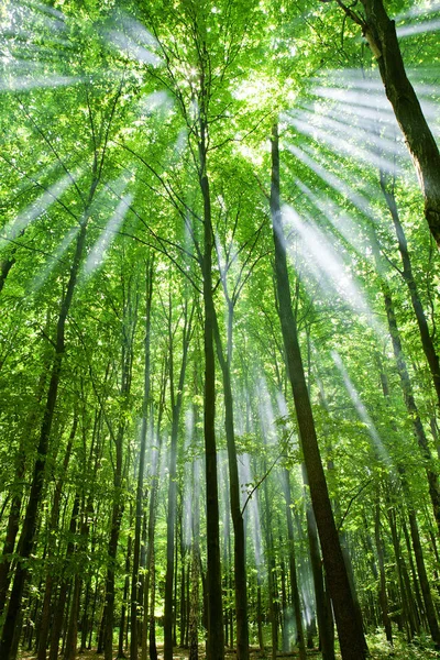 Naturaleza. Bosque verde — Foto de Stock