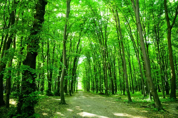 La nature. Forêt verte — Photo