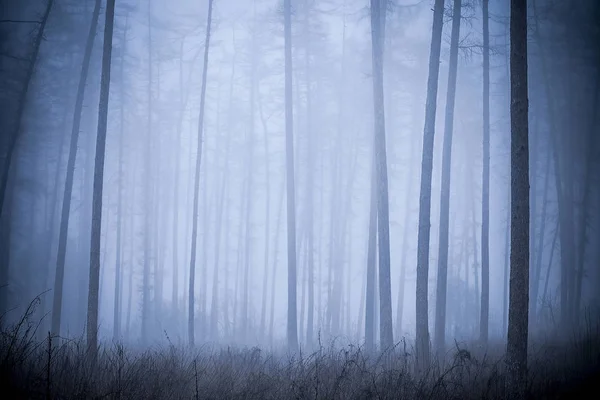 Mgła Natura Sosnowy Las Mgle Wysokie Drzewa Porannej Ciemności — Zdjęcie stockowe